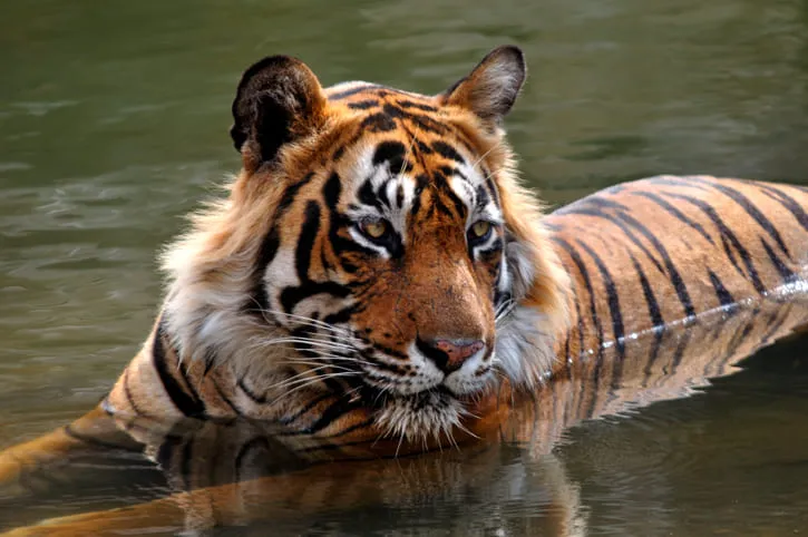 como jogar joguinho do tigre de graça sem ganhar dinheiro